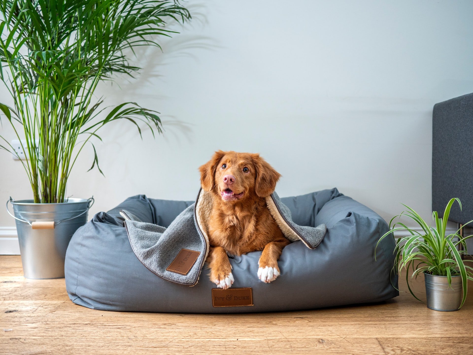Pet Friendly callout